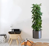 Pratik Saksılı Bitki Tasarımlı Yapışkanlı Sticker Resim 90*30 Cm Mc-665 - 1