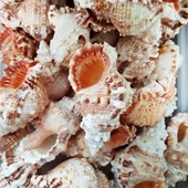 Bursa Rubeta  Kiloluk Deniz Kabuğu (1 KG) - 1