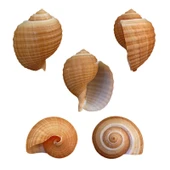 Tonna Cepa 9-10 CM - 1