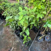 Tüplü Black Sapote (Çikolata Meyvesi) Fidanı thumbnail 4