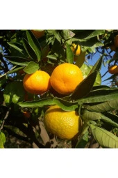 Mandalina Reçeli 200 g (Şeker İlavesiz) - Gıda Ormanı - 3