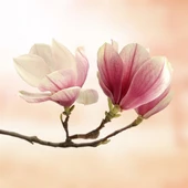 Manolya Kokusu - Kanvas Tablo thumbnail 2