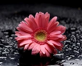 Pembe Gerbera - Kanvas Tablo thumbnail 1