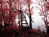 Kızıl Yapraklar - Kanvas Tablo thumbnail 1