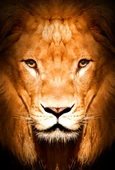 Aslan Yakın Çekim - Kanvas Tablo thumbnail 1