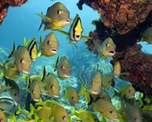 Balık Sürüsü - Kanvas Tablo thumbnail 1