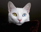 Van Kedisi - Kanvas Tablo thumbnail 1