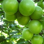 4 Yaş Aşılı Can Erik Fidanı, Torbada - 1