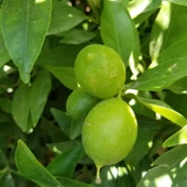 6 Yaş Aşılı Fukutshu Obovata (İri Kamkat) Fidanı, Saksıda - 2