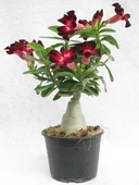 Adenium Çöl Gülü Çiçeği Fidanı - 1