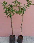 3 Yaş Aşılı 2 Adet Yediveren Bodur Mayer Limon Fidanı - 2