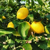 7 Yaş Aşılı Yediveren Limon Fidanı, Saksıda - 1