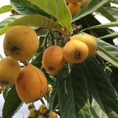 3 Yaş Yenidünya Malta Eriği Fidanı, Torbada - 1