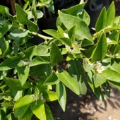 6 Yaş Aşılı Fukutshu Obovata (İri Kamkat) Fidanı, Saksıda - 3