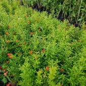 Bodur Süs Narı Fidanı, Saksıda - 4