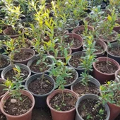 Bodur Süs Narı Fidanı, Saksıda - 2