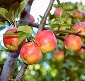 3 Yaş, Aşılı Elma Fidanı AMASYA, Torbada - 1