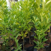 3 Yaş Aşılı Citrus Calamondin Süs Mandalinası Fidanı, Torbada - 2