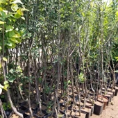 3 Yaş Aşılı Tam Bodur Elma Fidanı, Torbalı thumbnail 2