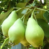 3 Yaş Aşılı Akça Armut Fidanı, Torbada thumbnail 1