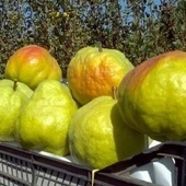 3 Yaş Aşılı Mustafa Bey Armut Fidanı, Torbada thumbnail 1