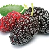 3 Yaş Aşılı Avusturalya Yediveren Siyah Karadut Fidanı, Torbada - 1