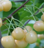 3 Yaş Aşılı Beyaz Kiraz (Starks Gold) Fidanı, Torbada thumbnail 1