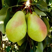 3 Yaş Aşılı Santamaria Armut Fidanı, Torbada - 1