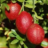 4 Yaş Aşılı Blood Lime Kırmızı Limon Fidanı, Torbada - 1