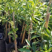 2 Yaş Aşılı Kamkat Fidanı, Torbada thumbnail 3