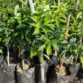 2 Yaş Aşılı Kamkat Fidanı, Torbada thumbnail 2