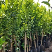 3 Yaş Aşılı Citrus Calamondin Süs Mandalinası Fidanı, Torbada - 3