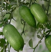 5 Yaş Aşılı Finger, Parmak, Havyar Limon Fidanı, Torbada - 1