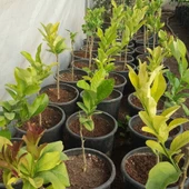 4 Yaş Aşılı Budanın Eli Fidanı, Torbada thumbnail 2