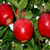 3 Yaş Aşılı Tam Bodur Elma Fidanı, Torbalı thumbnail 1