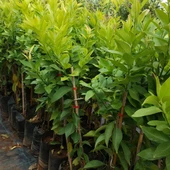 3 Yaş Aşılı Bodur Mayer Limon Fidanı, Torbada - 2