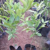 Aşılı Kamkat+Yediveren Limon+Mandalina Pakedi, Torbada - 3