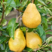 3 Yaş Aşılı Williams Armut Fidanı, Torbada - 4