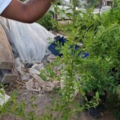 6 Yaş Aşılı Finger Lime Parmak Limon Fidanı, Torbada thumbnail 3