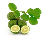 5 Yaş Aşılı Kaffir Lİme Limon Fidanı, Torbada thumbnail 1