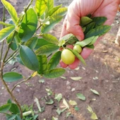3 Yaş Aşılı LimonKamkat Fidanı, Torbada - 2