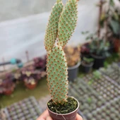 Tavşan Kaktüs / SARI Dikenli (Opuntia Microdasys Albata), 5.5 Cm Saksıda thumbnail 2