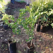 4 Yaş Aşılı Calamondin Süs Mandalinası Fidanı, Torbada - 2