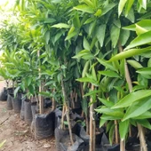 3 Yaş Aşılı Kokulu King Mandalina Fidanı, Torbada - 3