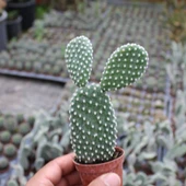 Tavşan Kaktüs/Beyaz Dikenli , 5.5 Cm Saksıda thumbnail 3