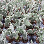 Tavşan Kaktüs/Beyaz Dikenli , 5.5 Cm Saksıda thumbnail 4