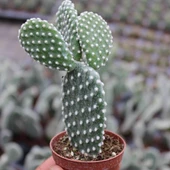 Tavşan Kaktüs/Beyaz Dikenli , 5.5 Cm Saksıda thumbnail 1