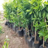 3 Yaş Aşılı Kokulu King Mandalina Fidanı, Torbada - 4