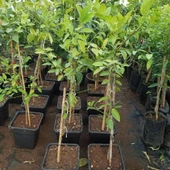 6 Yaş Aşılı Limequat Süs Limonu Fidanı, Torbada - 2