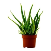 Tüketilebilir Bol Yavrulu Aloevera Bitkisi-Sarı Sabır ( Büyük Boy) thumbnail 1